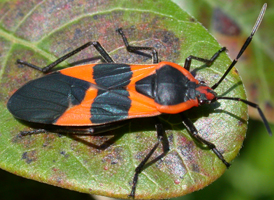Large Milkweed Bug Large Milkweed Bug